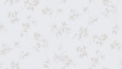 Japanese Maple  5329